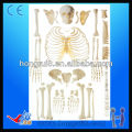 ISO disarticulated skeleton with skull human skeleton model